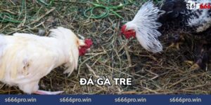 Đá Gà Tre – Nguồn Gốc, Kỹ Thuật Huấn Luyện & Giá Trị Văn Hóa Truyền Thống